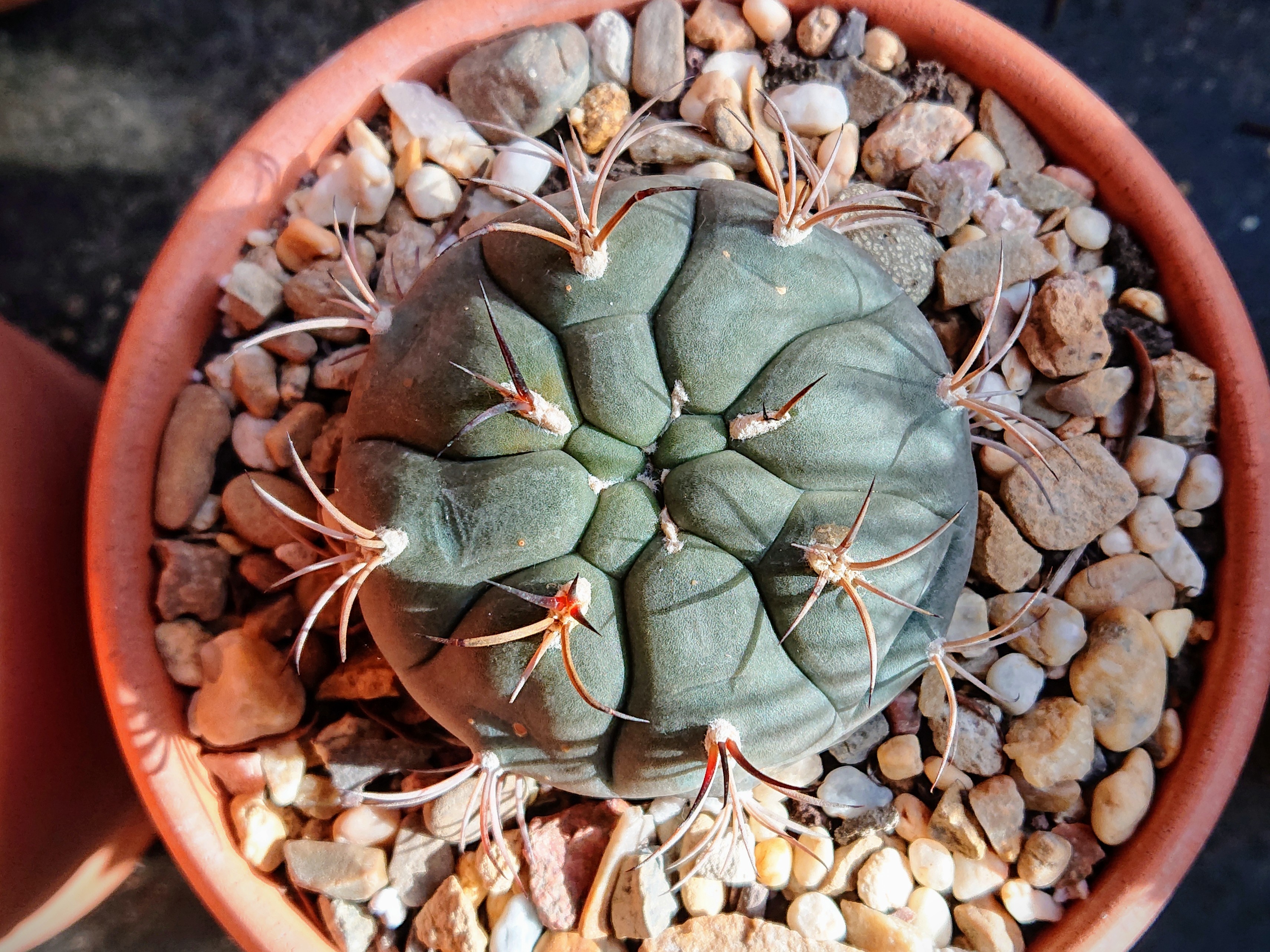 Gymnocalycium pflanzii