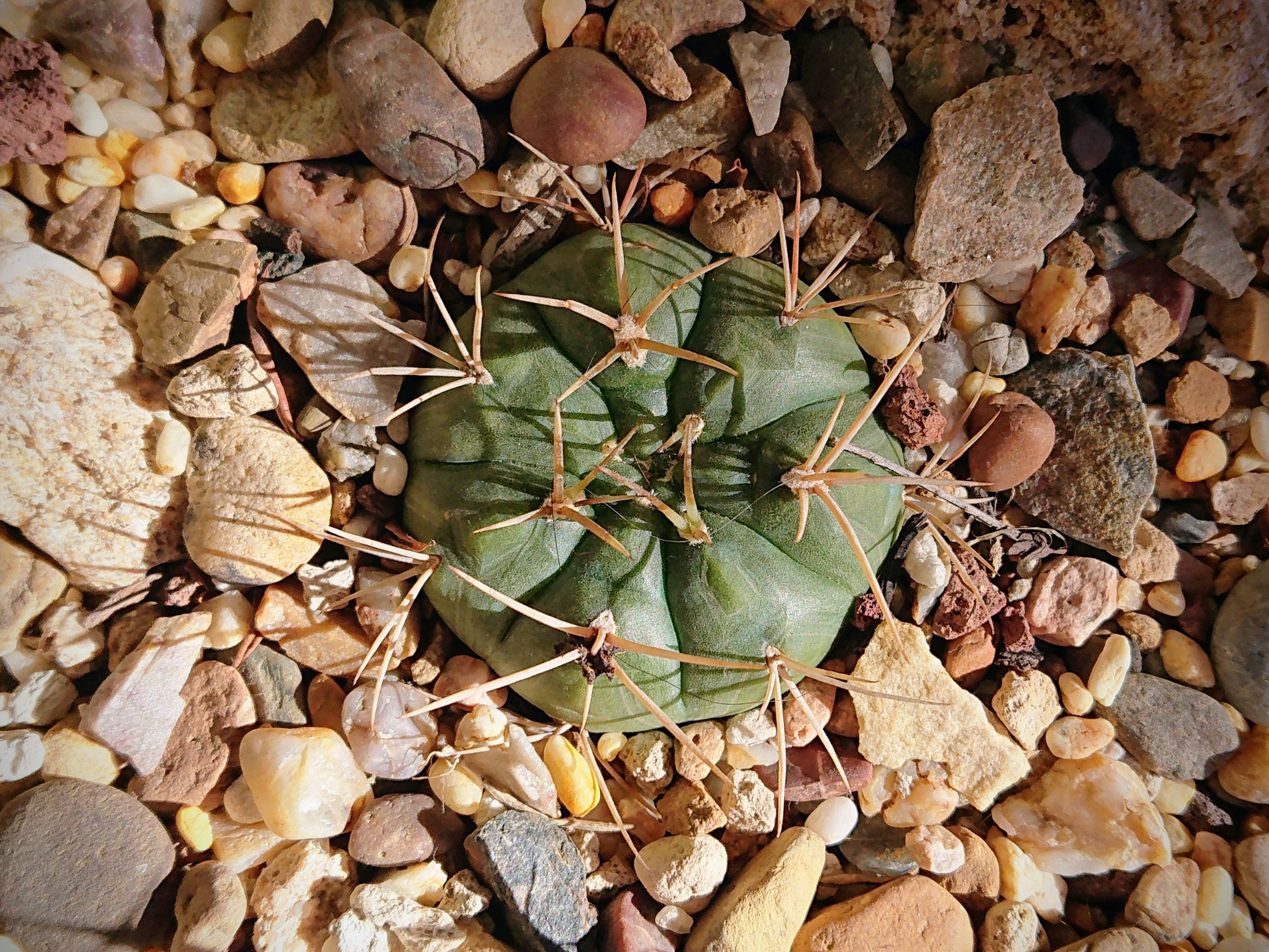 Gymnocalycium eurypleurum