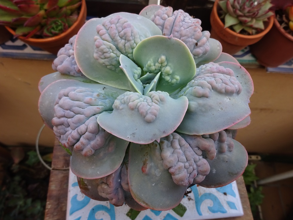 Echeveria Paul Bunyan.JPG