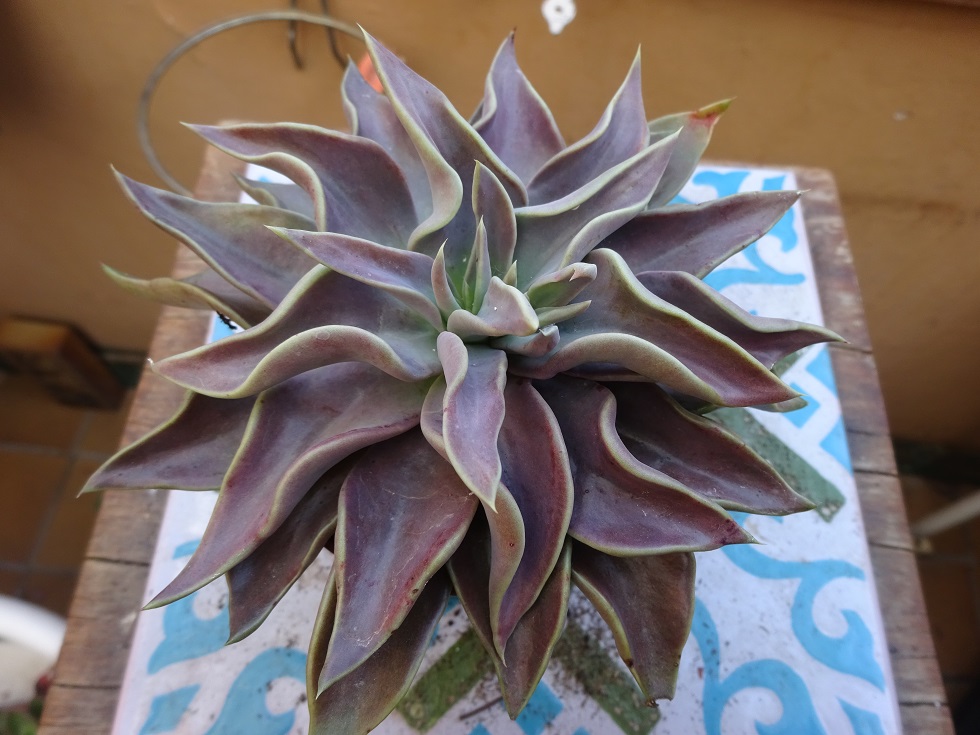 Echeveria Gorgone Meduse ( E. rodolfi x E.bifida).JPG