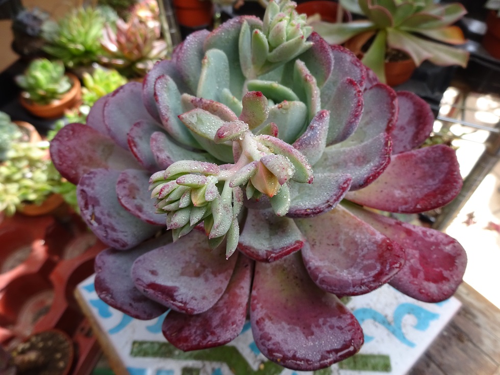 Echeveria setosa var oteroi x laui.JPG