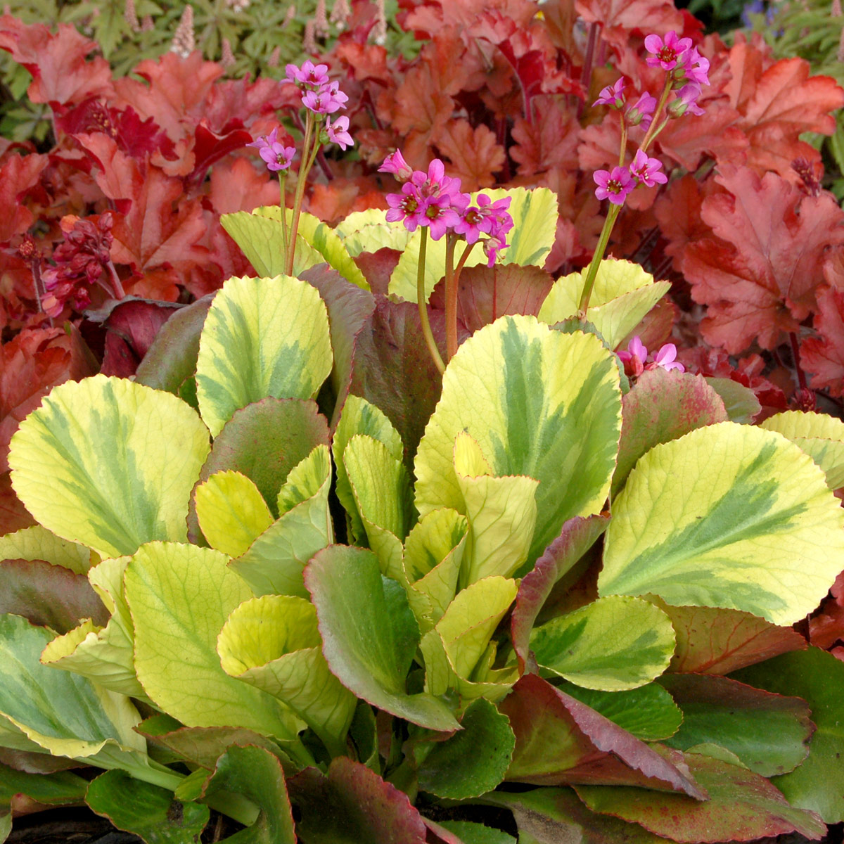 Bergenia-Solar-Flare-1 (1).jpg