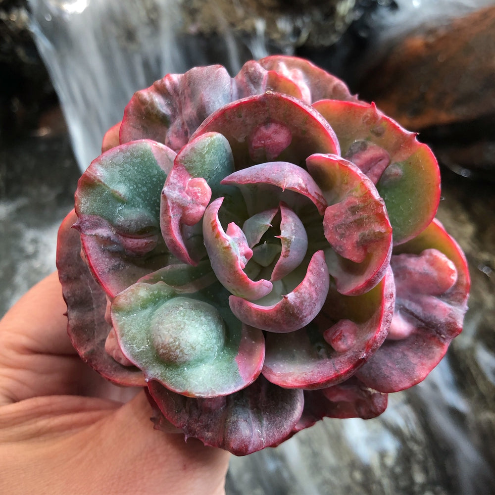 4805247E-6E5A-44A2-AA0F-2C5AFE8D8D1E_1000x1000 (1).jpg