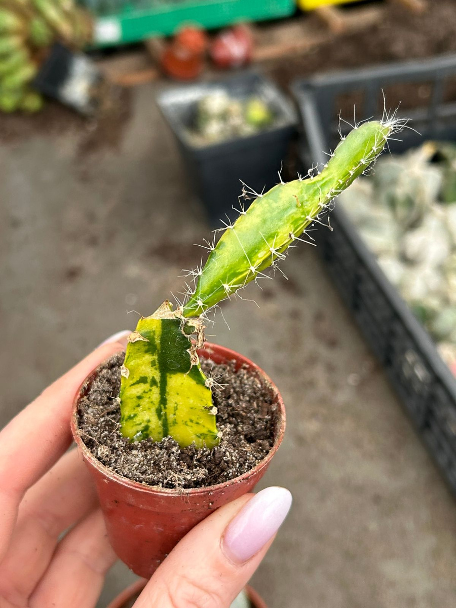 eng_pl_Hylocereus-undatus-Variegata-6803_1 (1).jpg