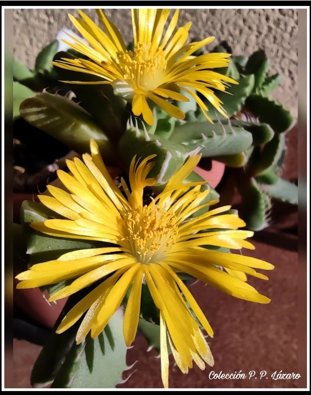 faucarias felina.png