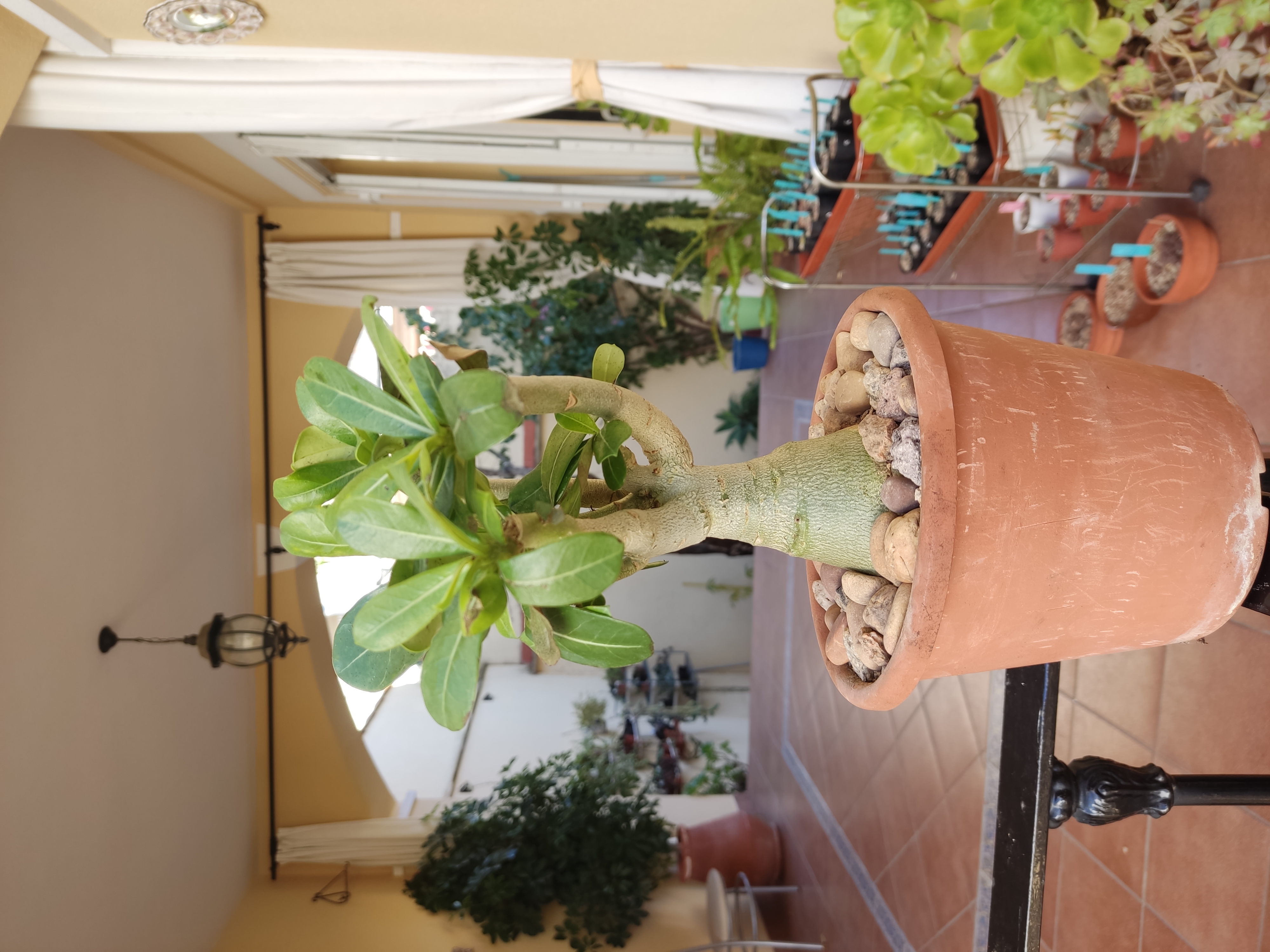 Adenium obesum 20240107 111755.jpg