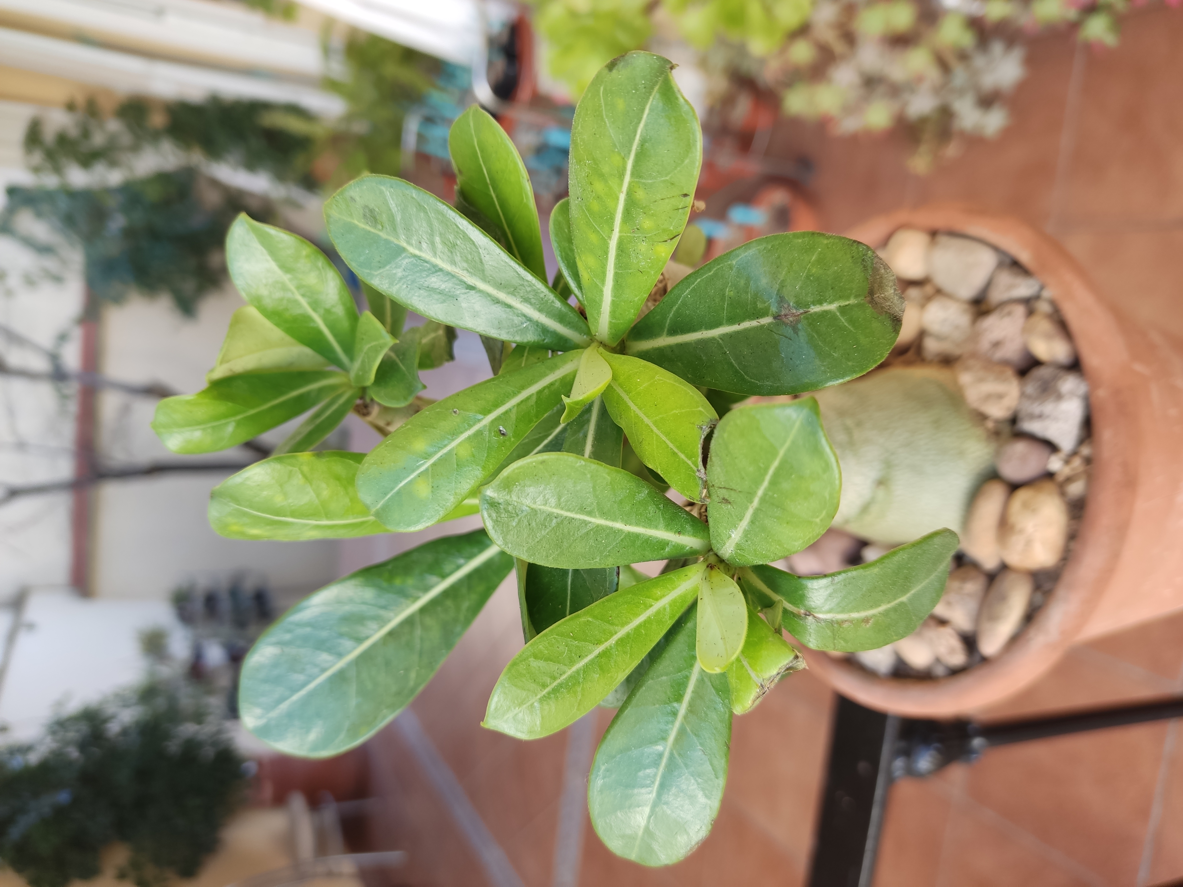 Adenium obesum 20240107 111802.jpg