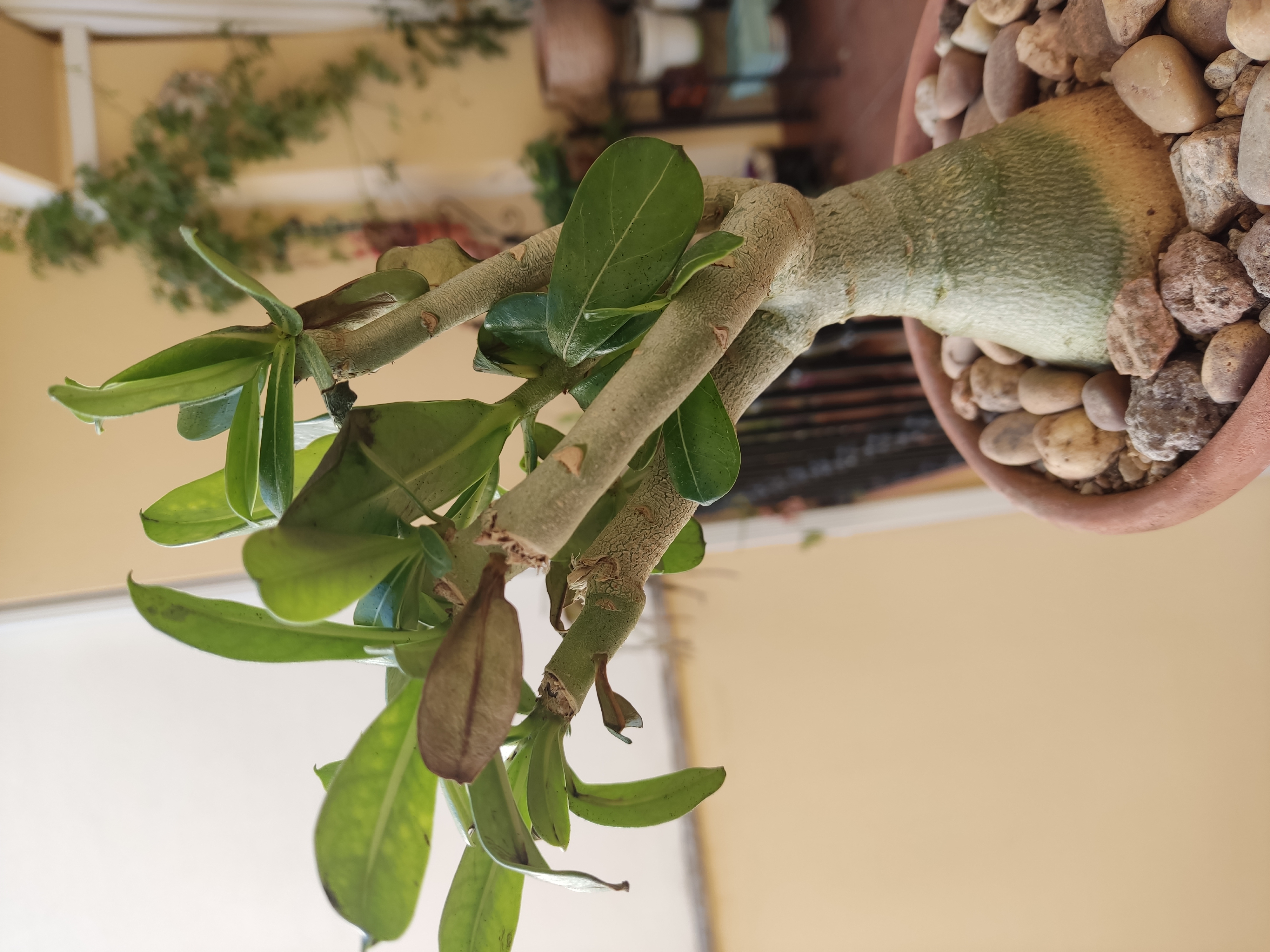 Adenium obesum 20240107 111818.jpg