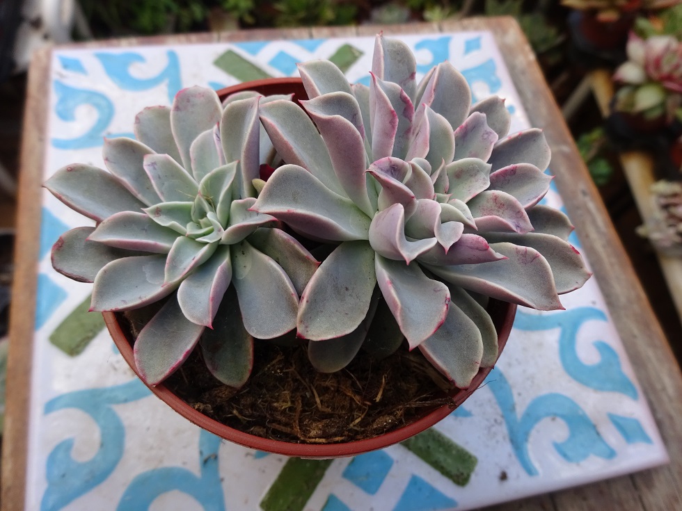Echeveria Fantastic Fountain.JPG