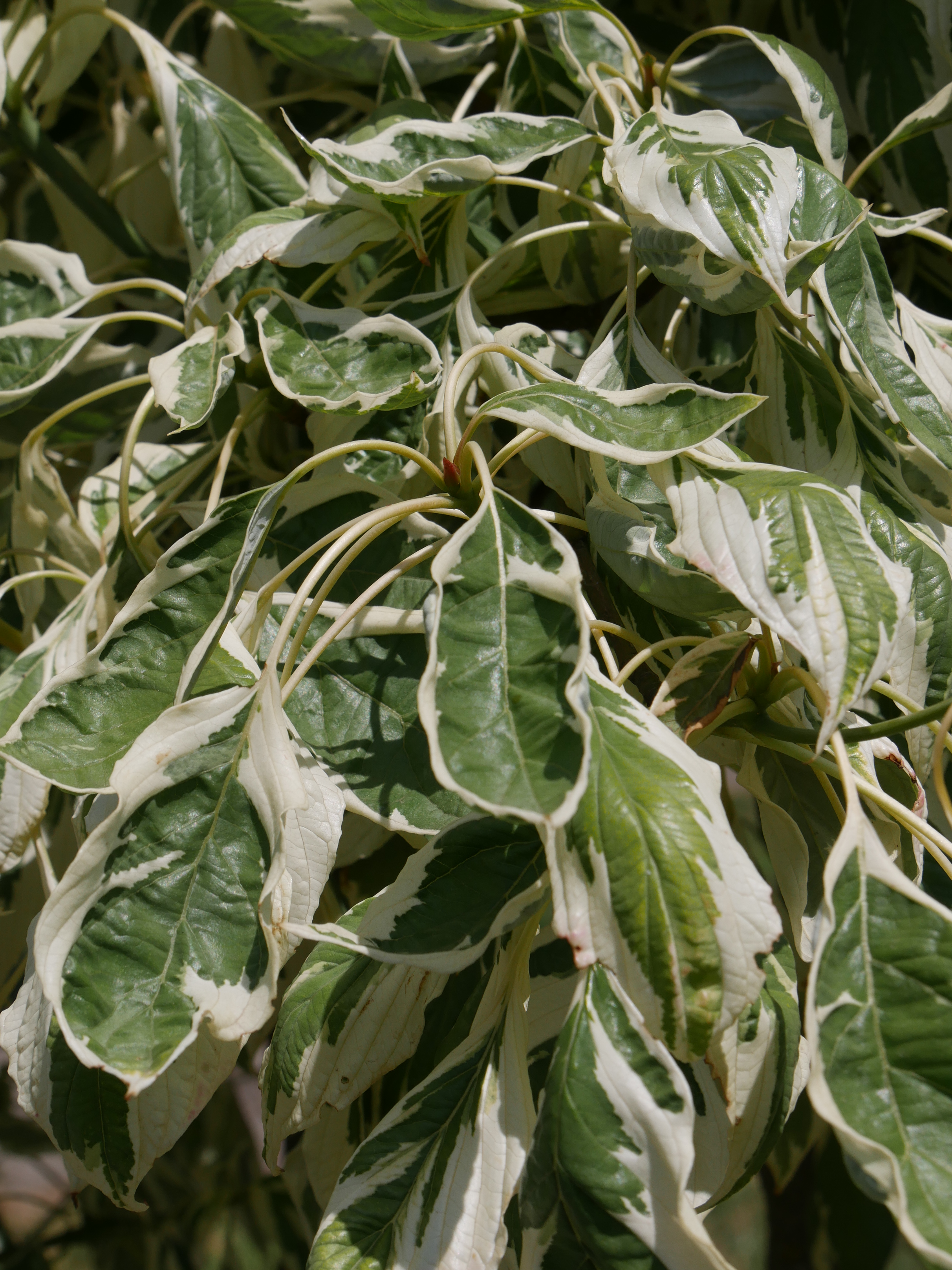 cornus-controversa-variegata-4.jpg