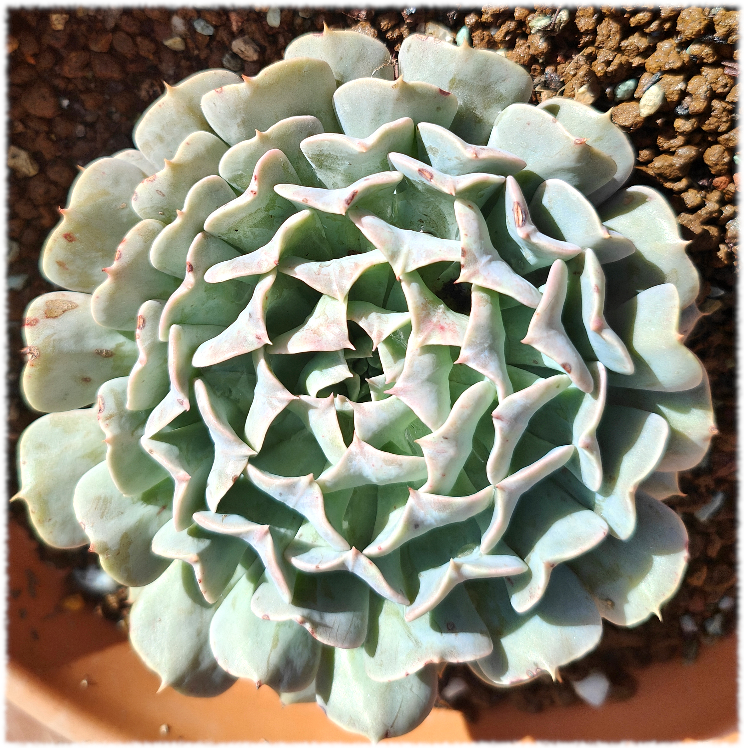 Echeveria Pinwheel Revolution hoy