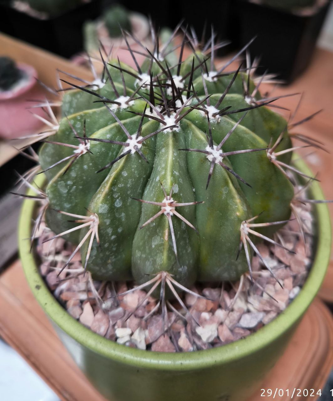 Melocactus matanzanus.jpg