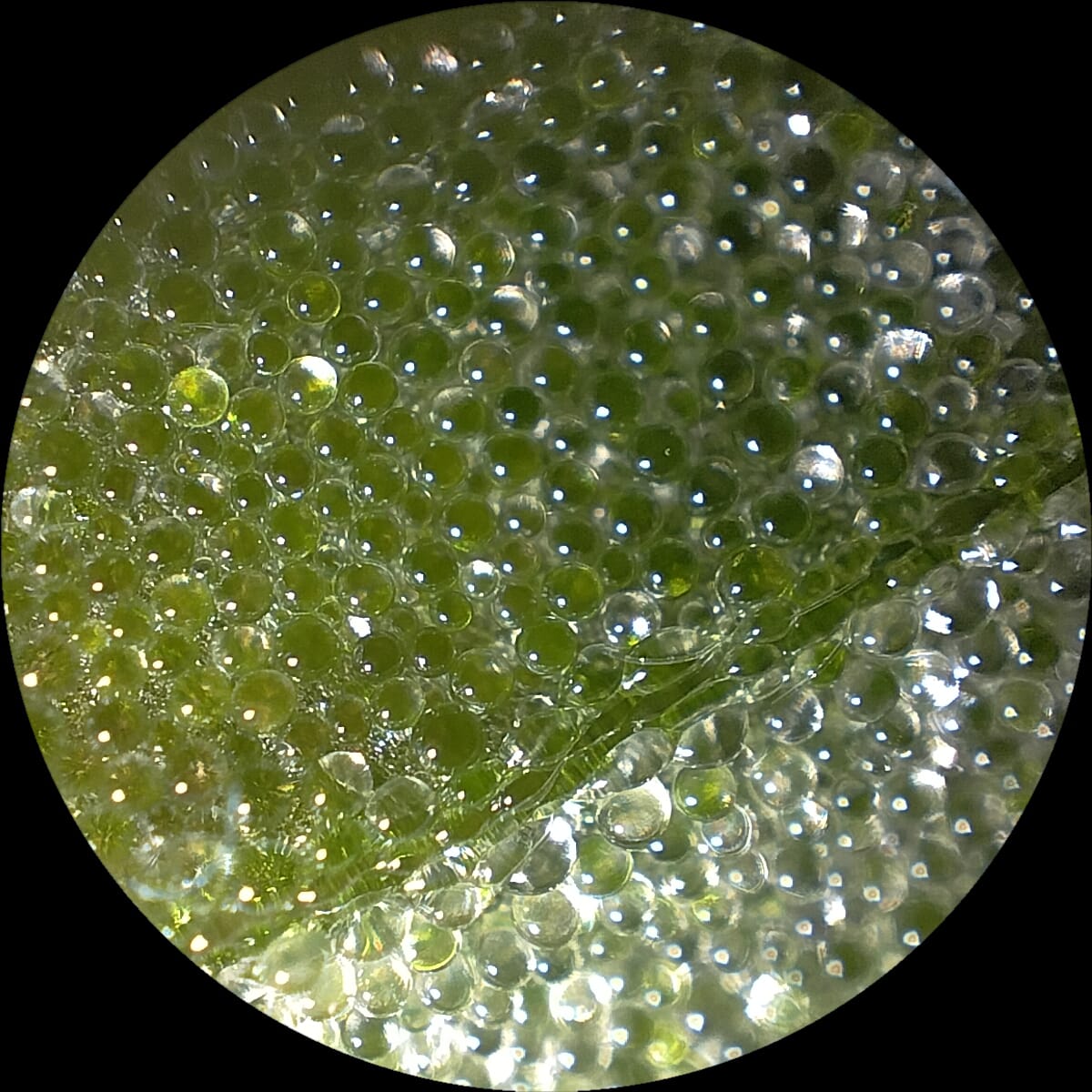 Ejemplo de cosa chula con microscopio. envés de hoja de oxalis carnosa