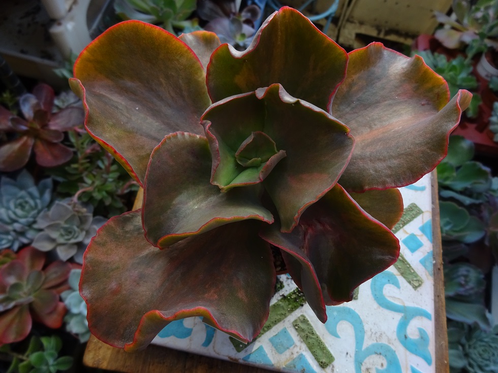 Echeveria  Cupeno.JPG