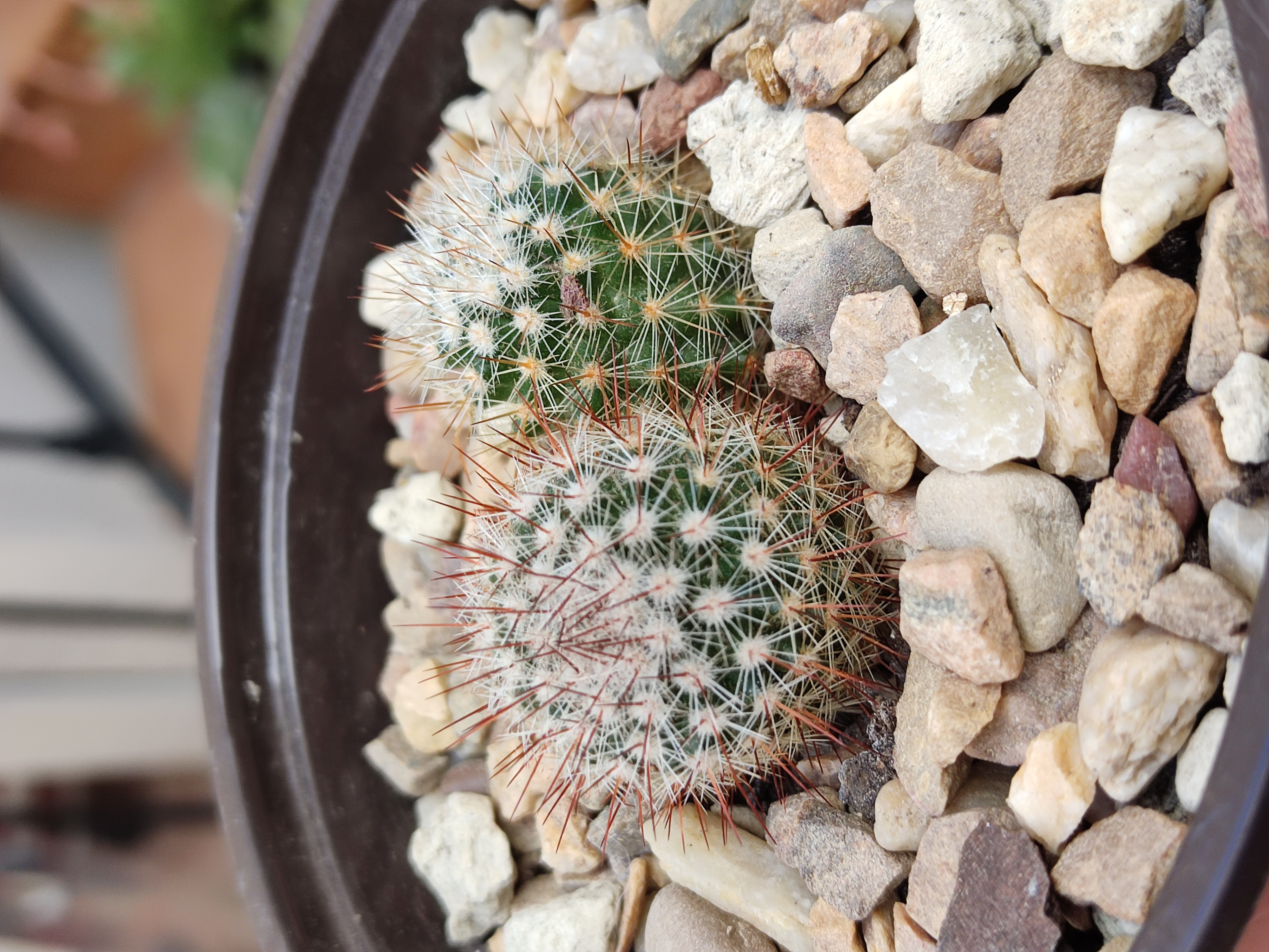 Mam. spinosissima x perezdelarosae 20240229 151609.jpg