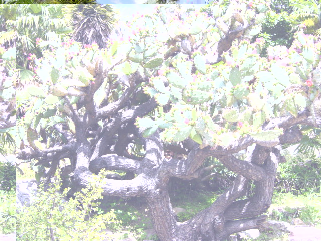 DSC04148-1Opuntia Bergerana.JPG