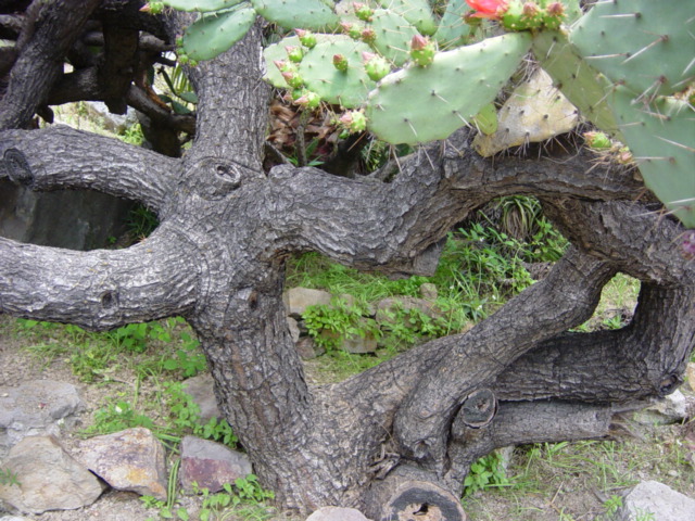 DSC04150-1Opuntia Bergerana.JPG