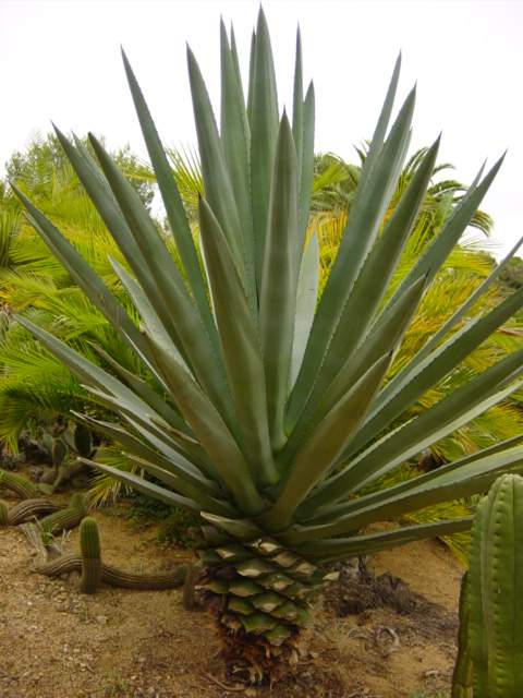 21-Agave.JPG