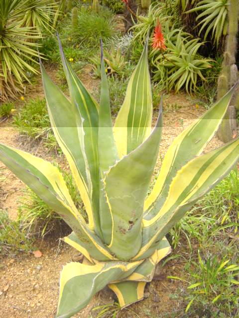 28-Agave var. ferox variegata.JPG