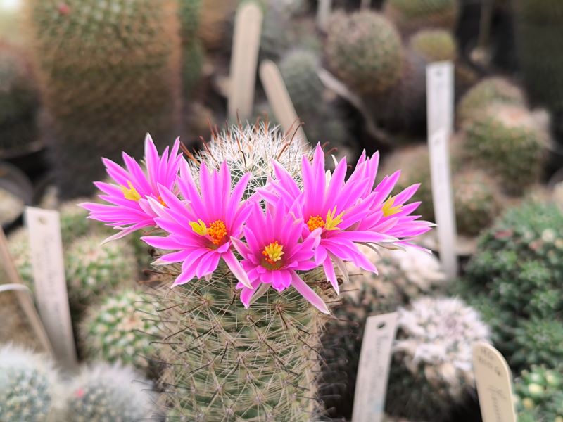 Mammillaria boolii