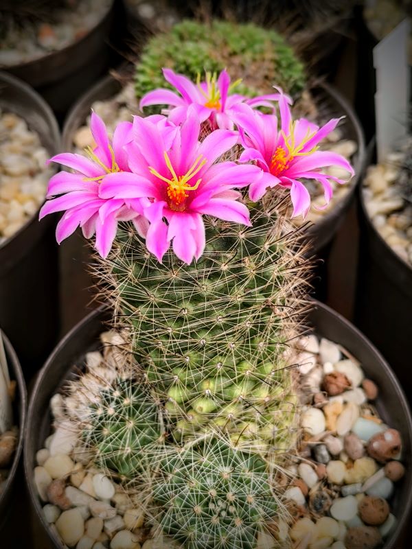 Mammillaria insularis