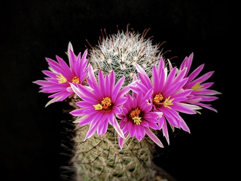 Mammillaria boolii