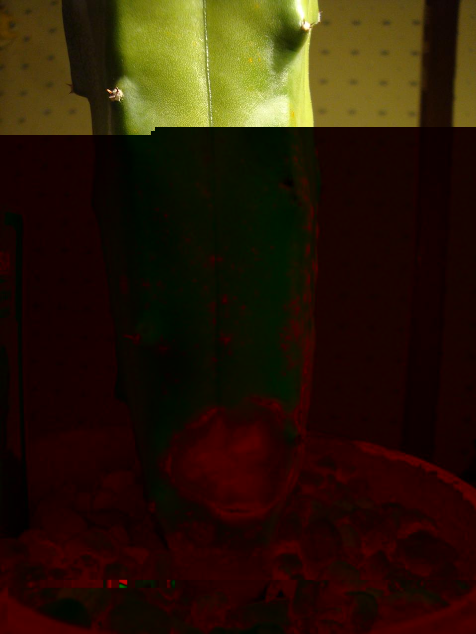 DSC01225.JPG