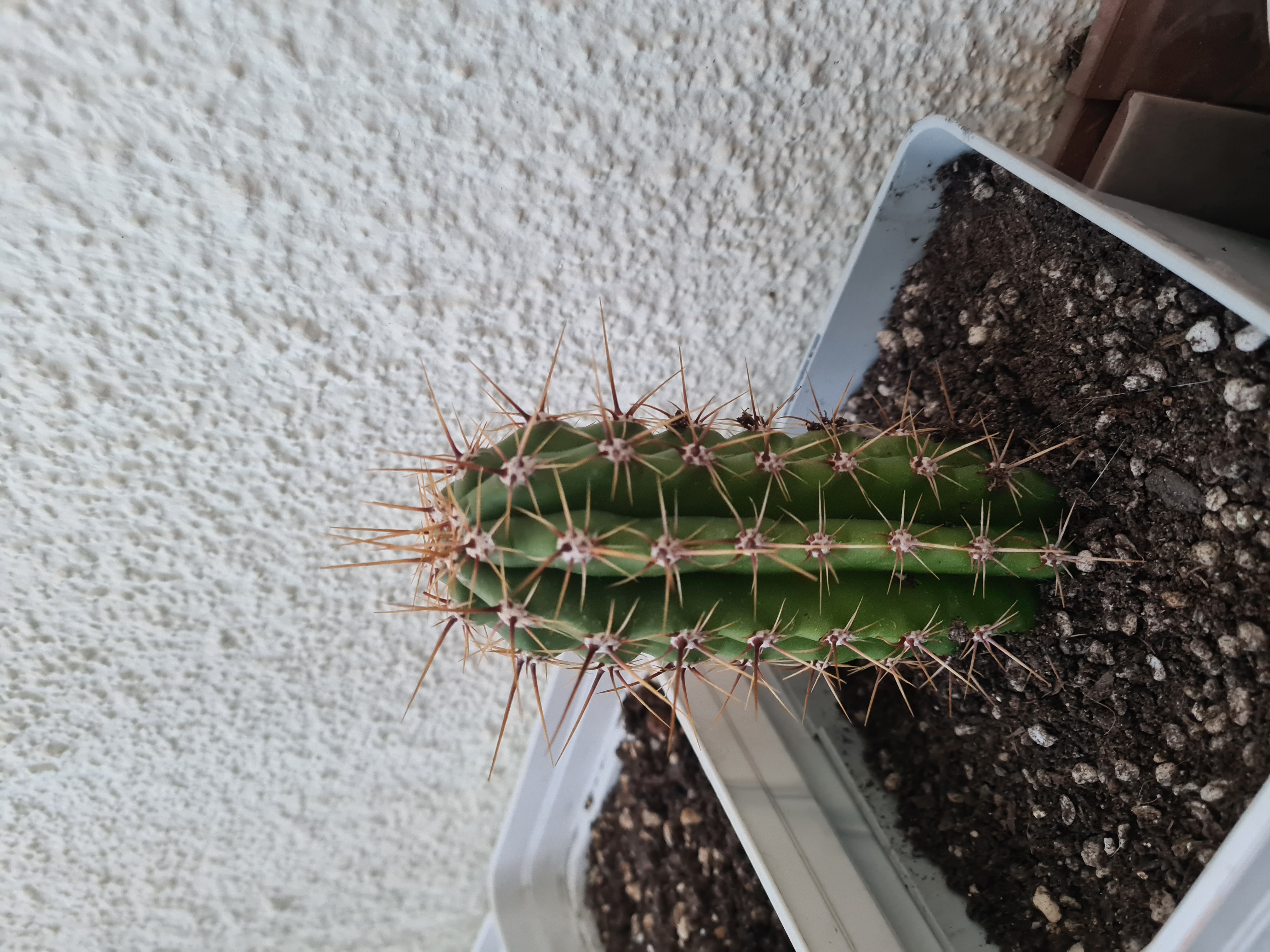 Trichocereus Taquimbalensis (15-20cm)