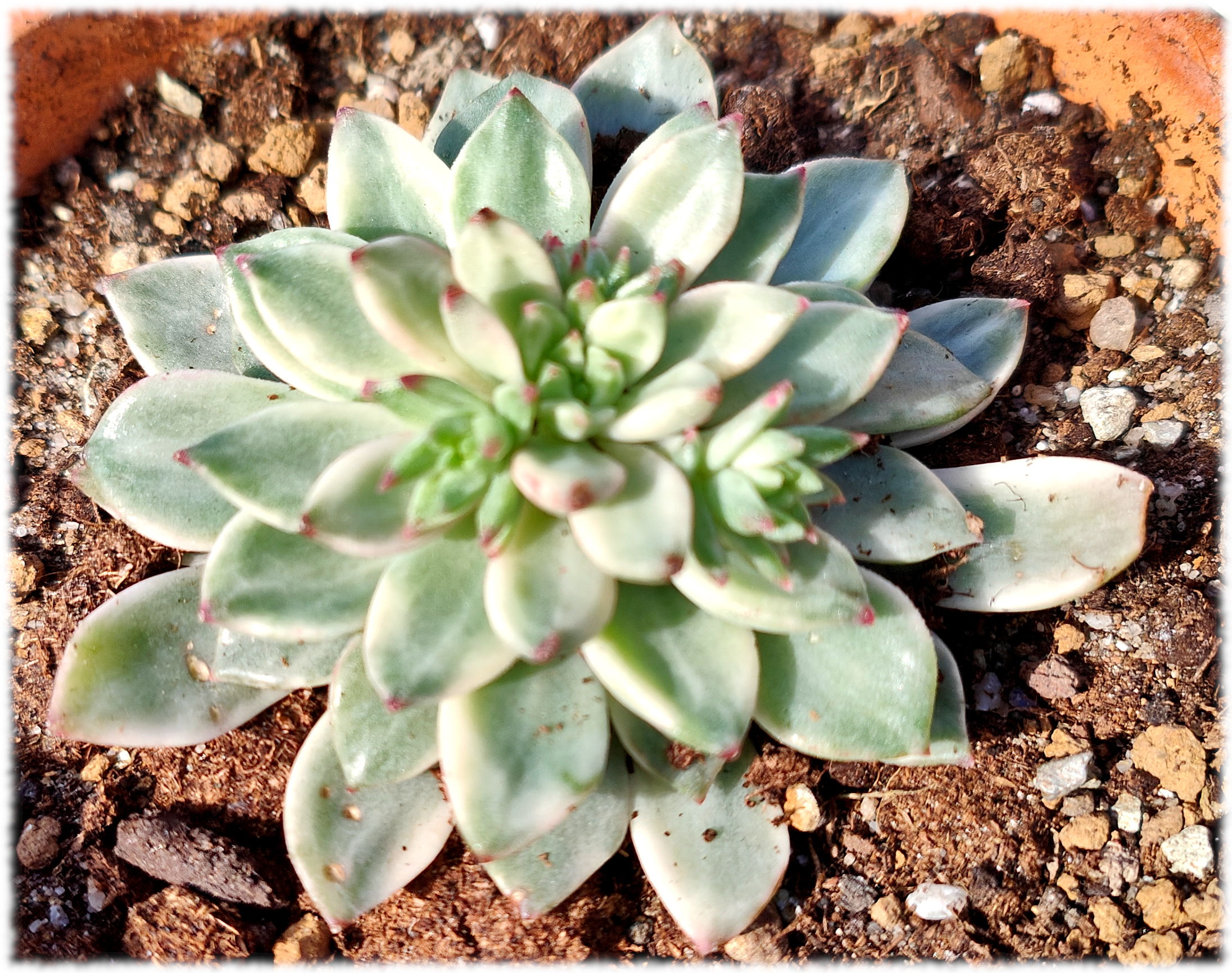 Echeveria Green Emerald