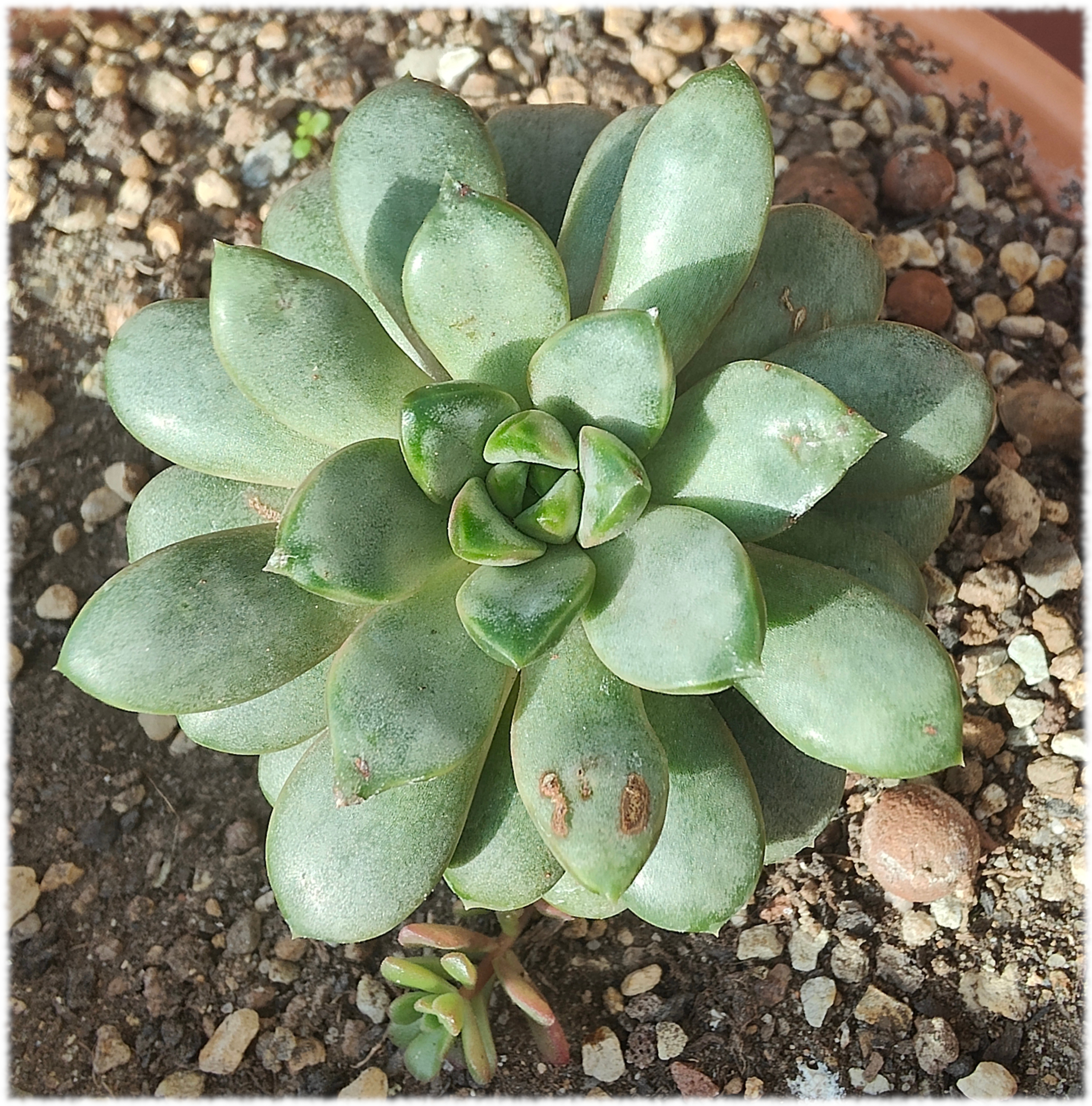 Graptoveria amethorum Se ha puesto guapa