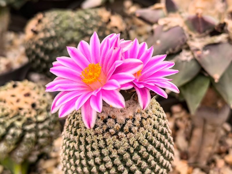 Turbinicarpus valdezianus