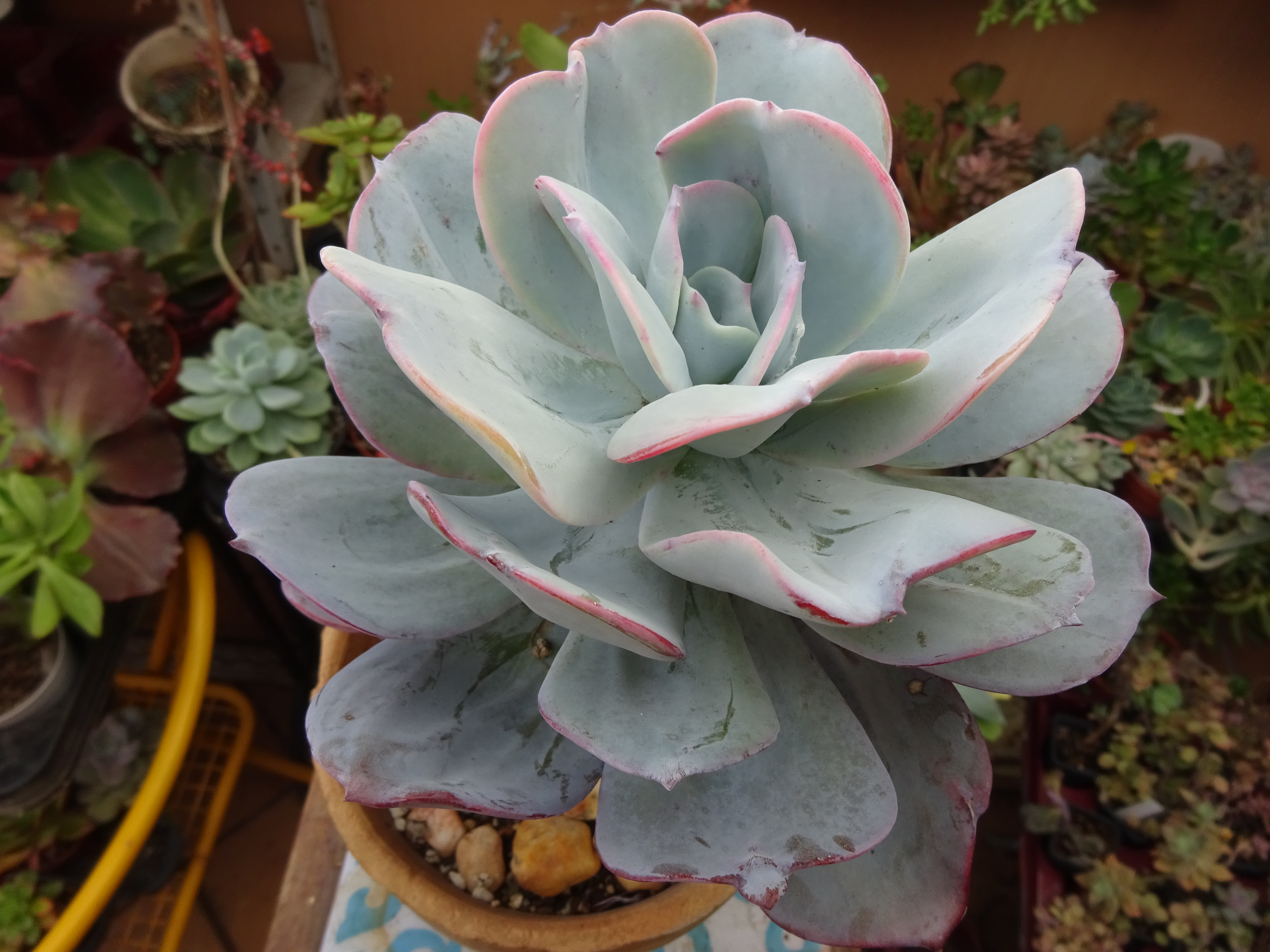 Echeveria Gila.JPG