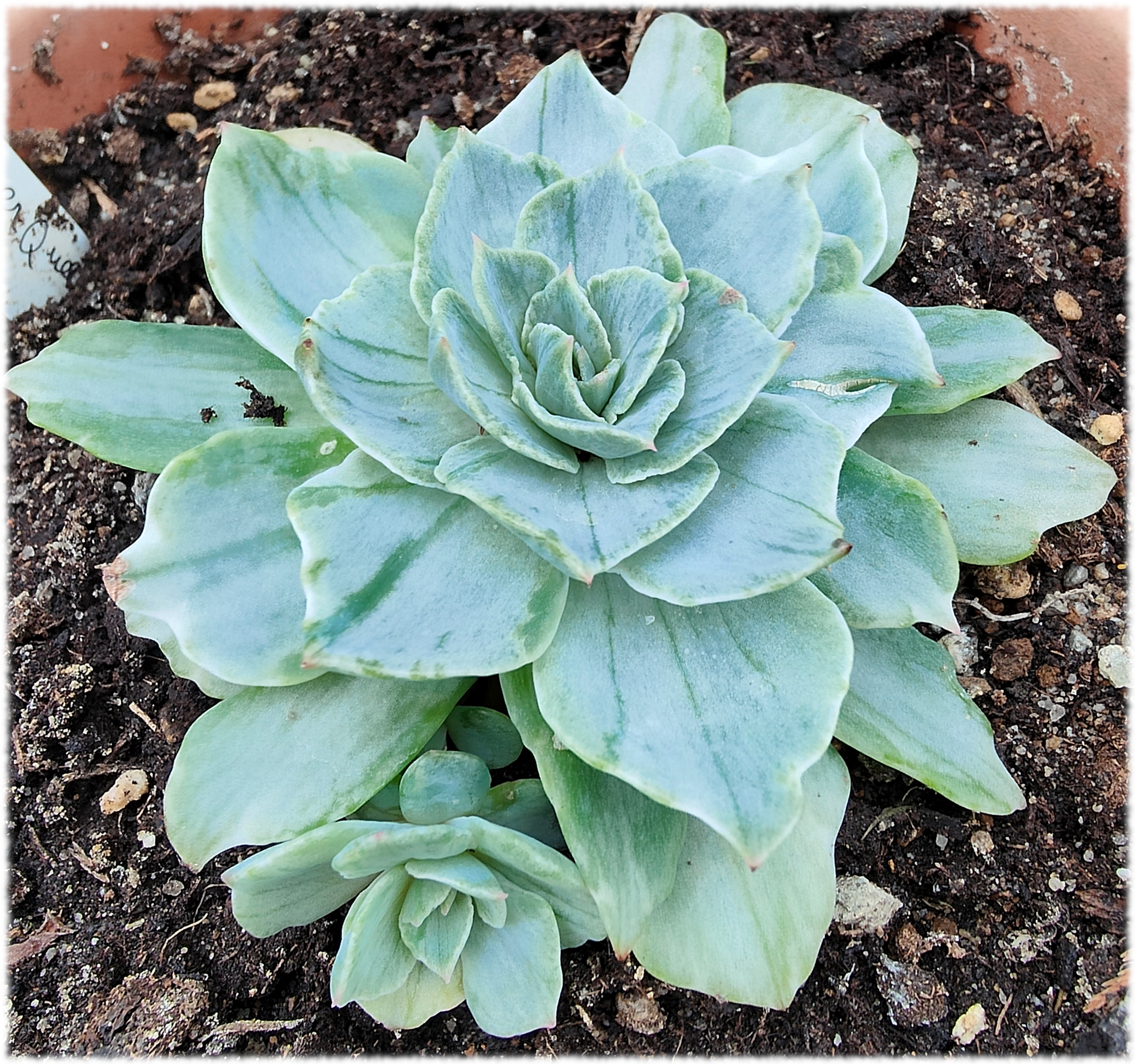 Echeveria Silver River