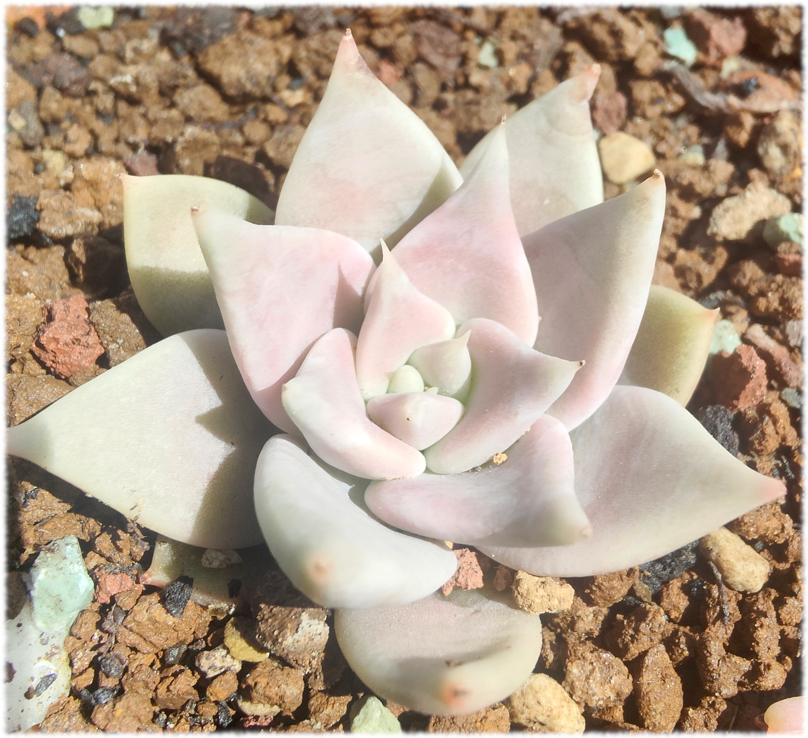 Echeveria Juliana