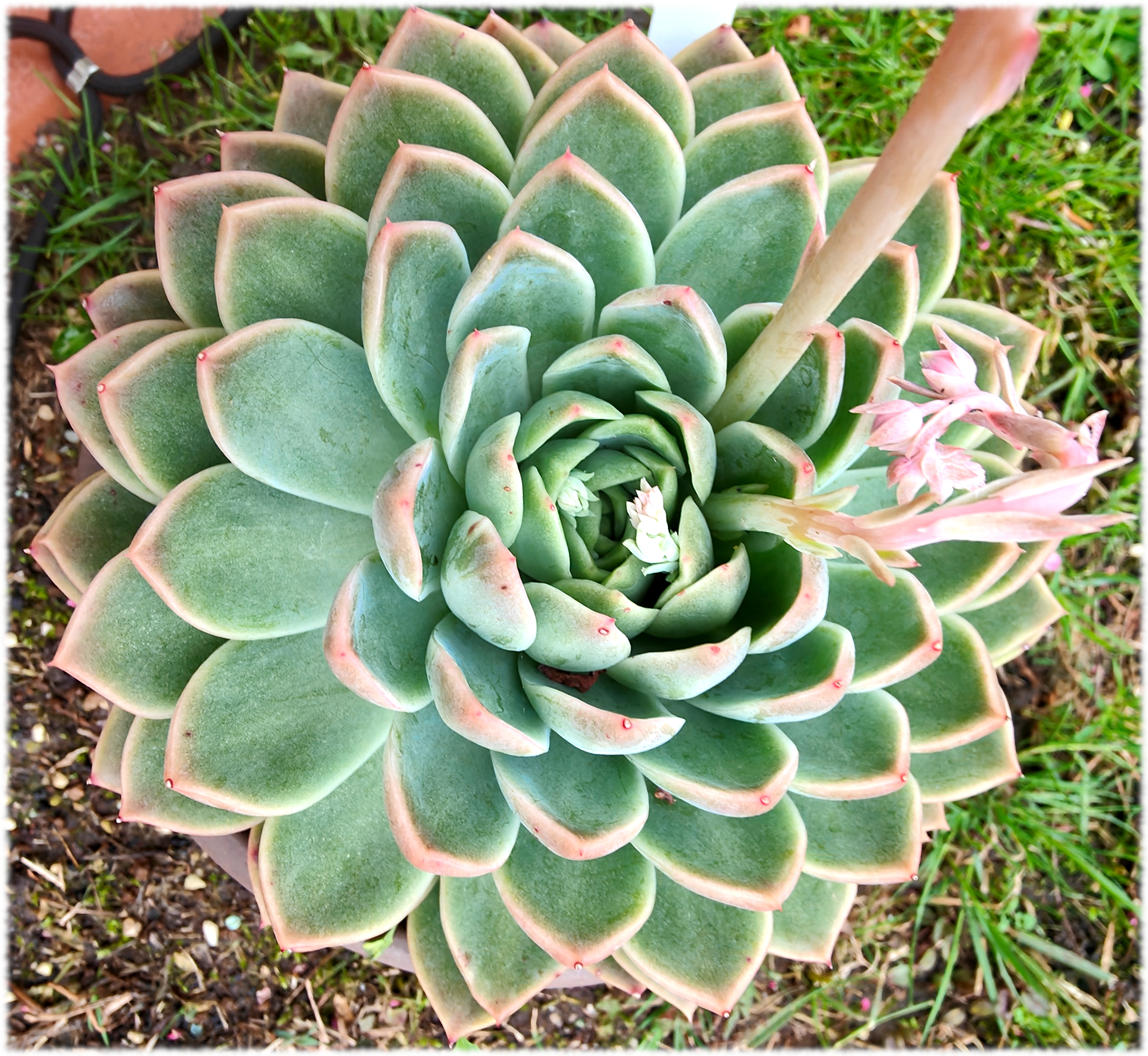 planta hija, de la de la foto del 2020. Una pena que ya está echando hijuelos entre las hojas de abajo, se deformará como la madre