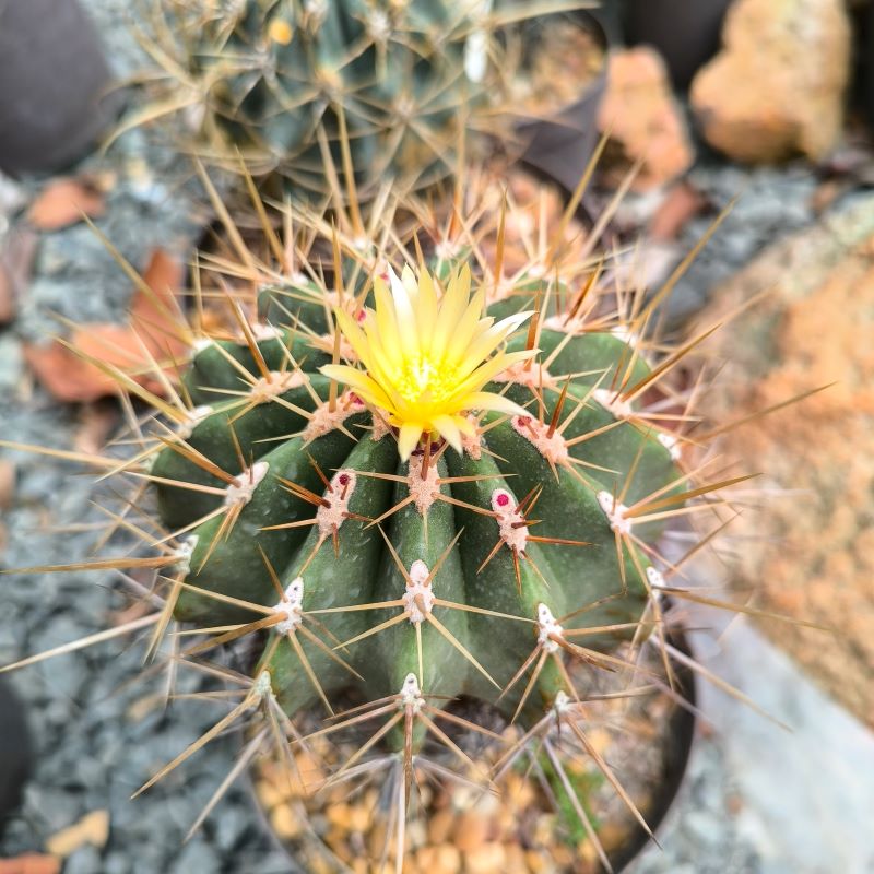 Ferocactus reppenhagenii