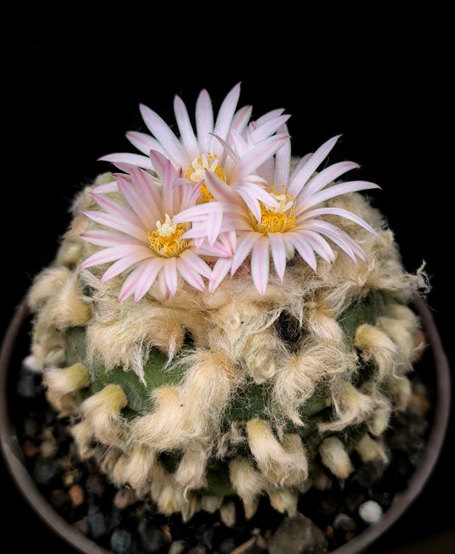 Lophophora diffusa v koehresii