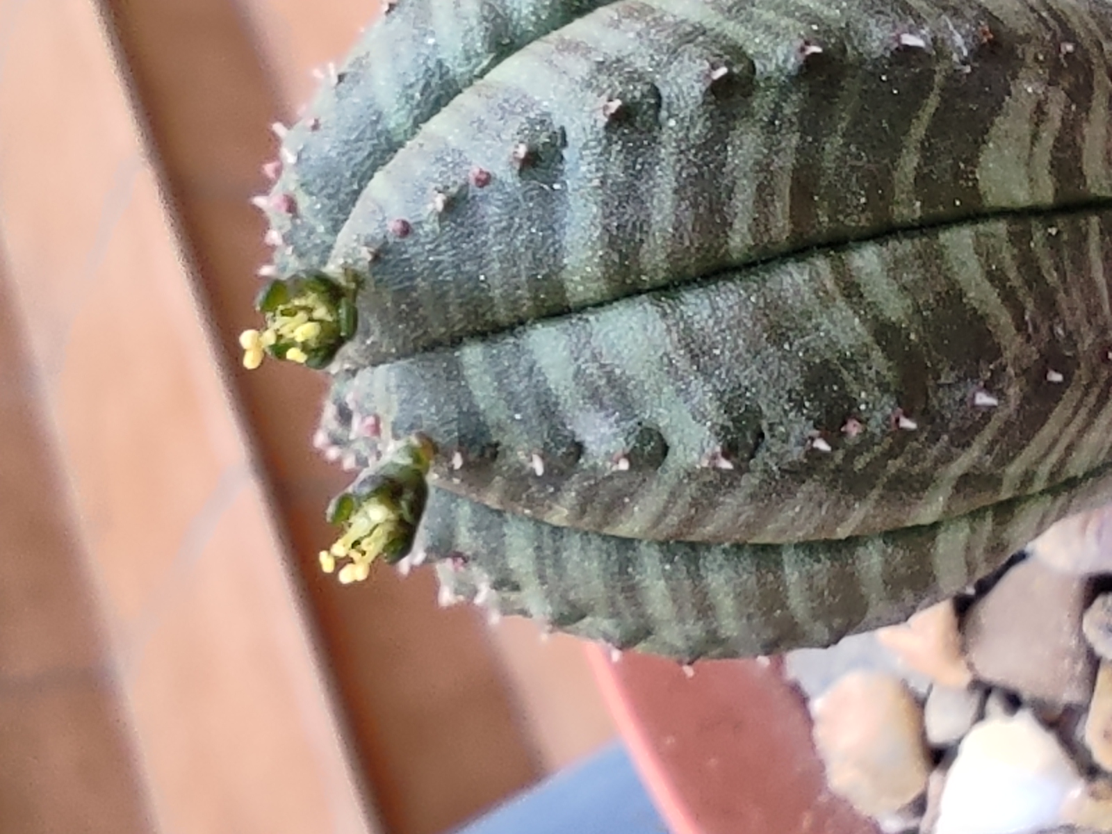 Euphorbia obesa 20240315_185015.jpg