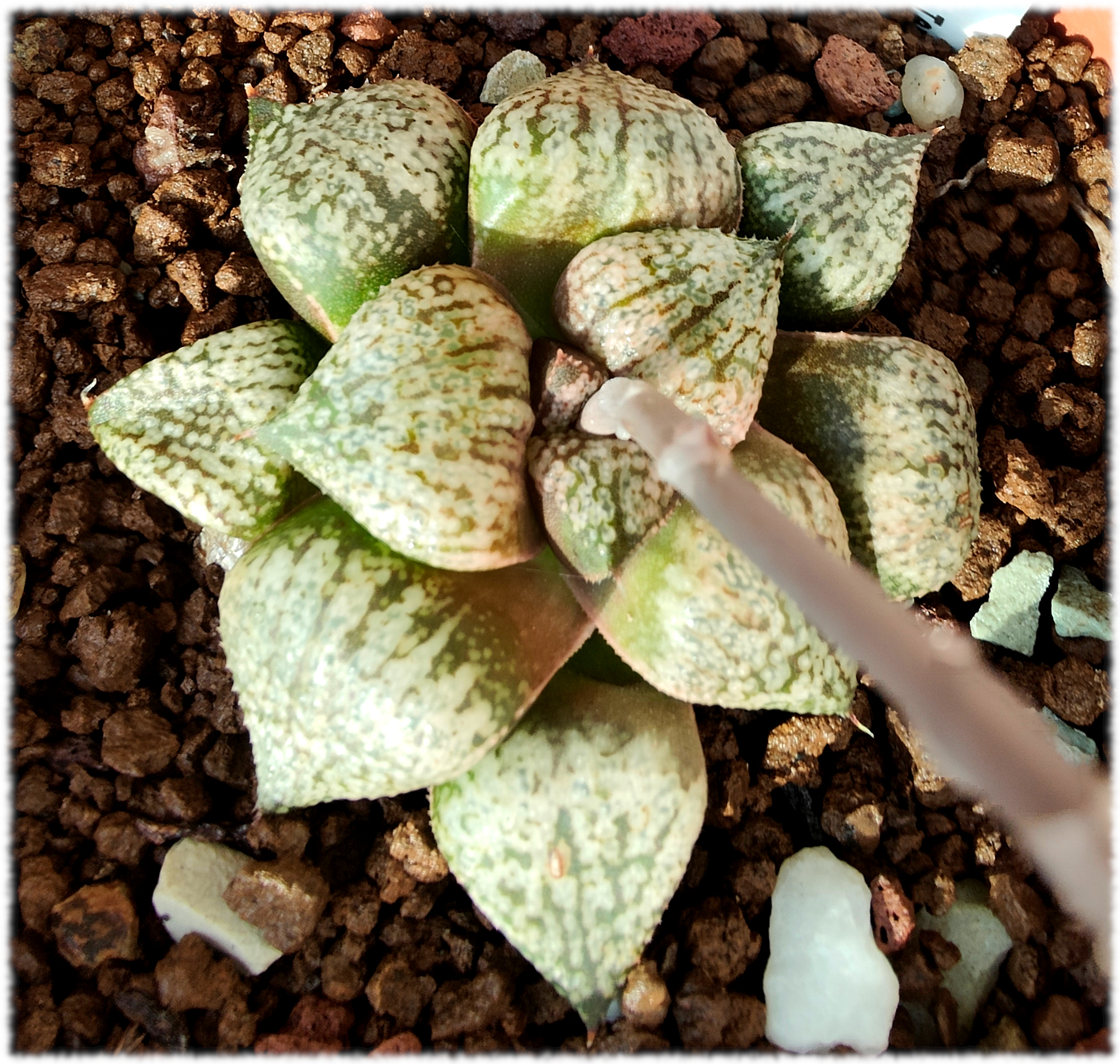 Haworthia picta cv Teresa