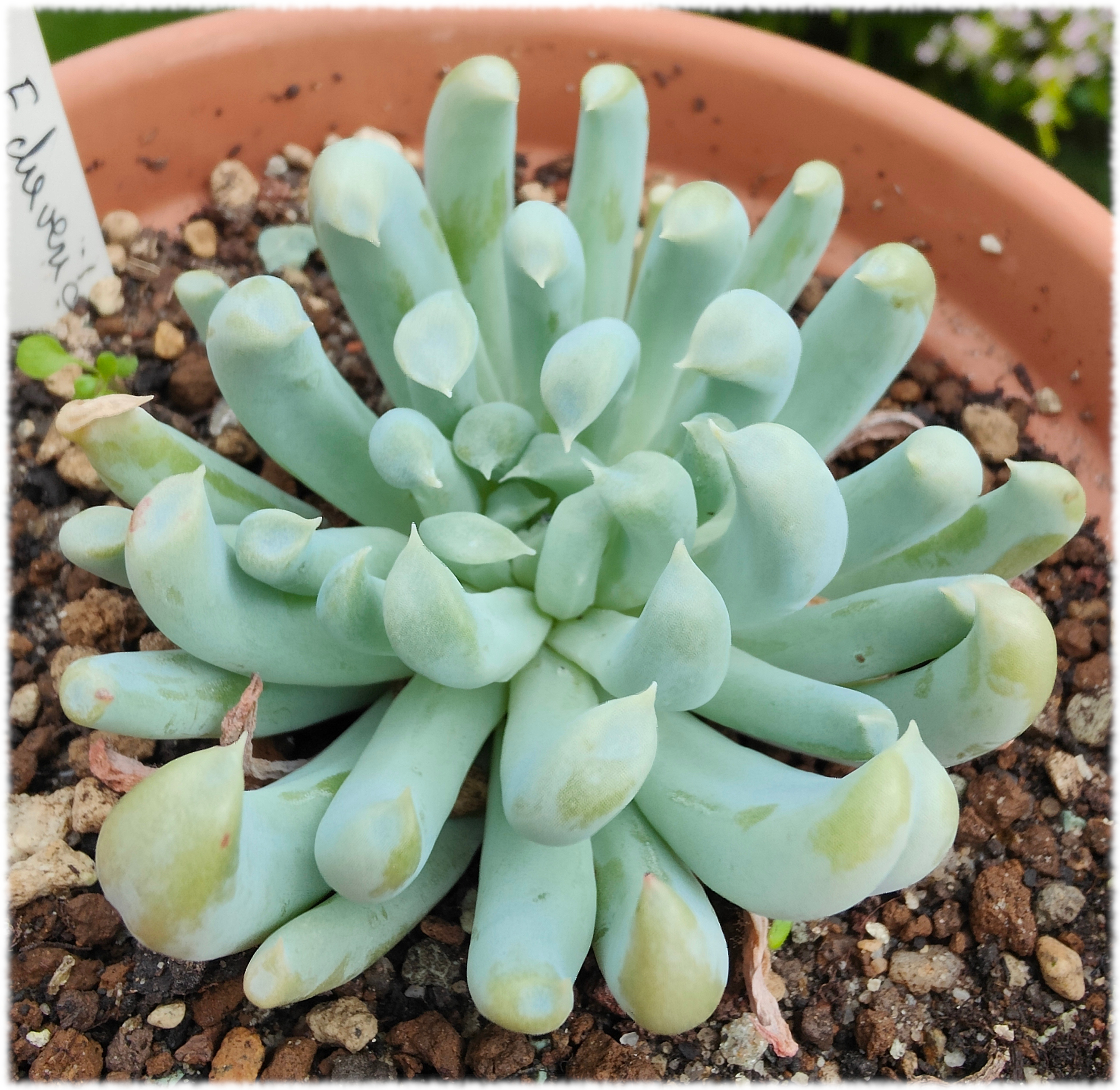 Echeveria Dagda