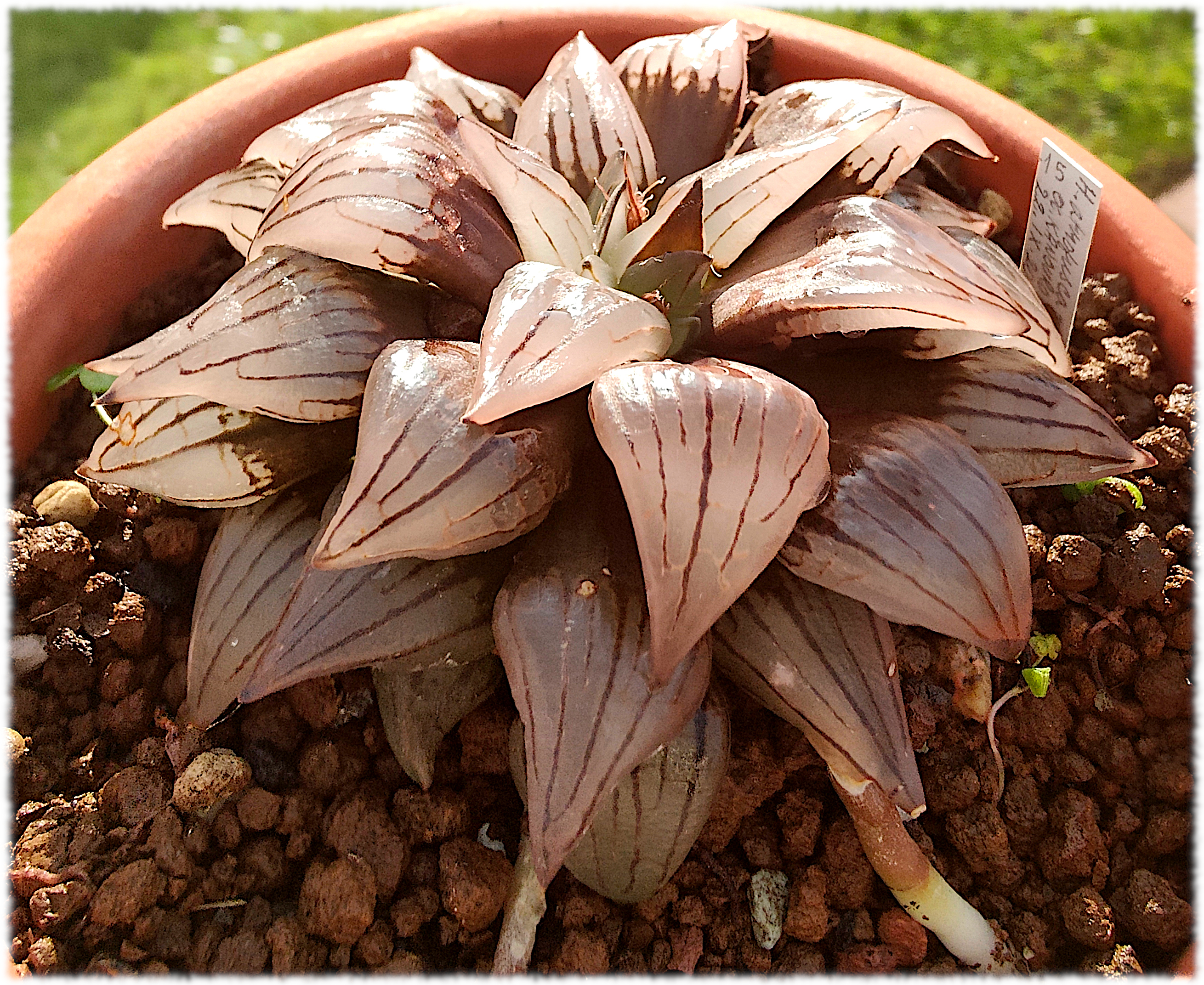 Haworthia atrofusca mutant