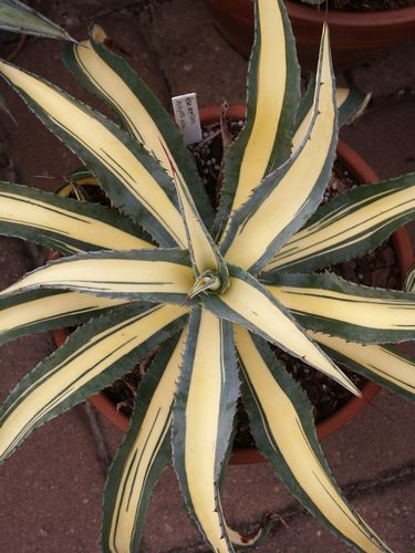Agave_americana_Mediopicta_Yellow_sized.jpg
