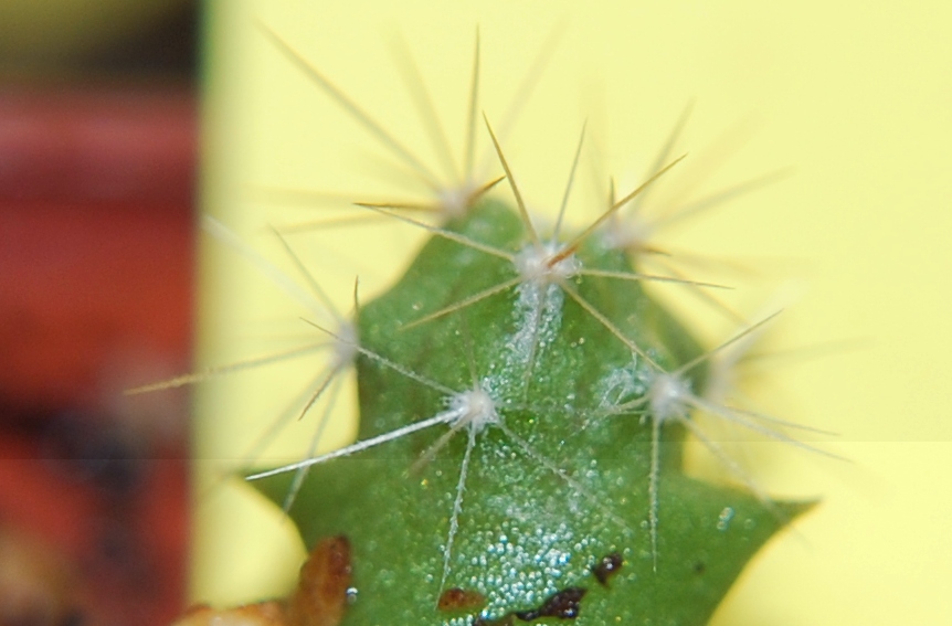 Ferocactus alamosanus.JPG