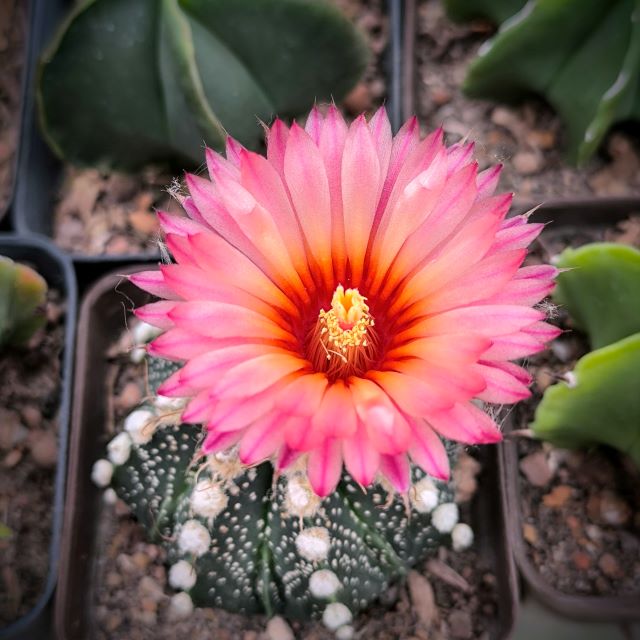 Astrophytum híbrido CAP AS