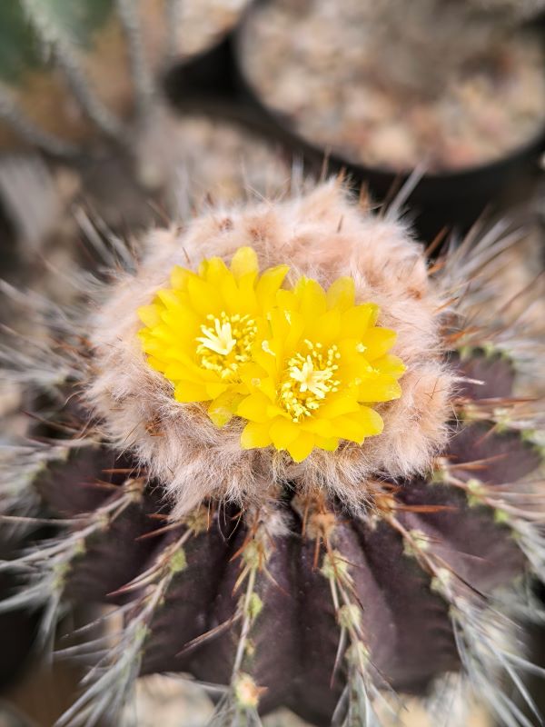 Uebelmannia buiningii