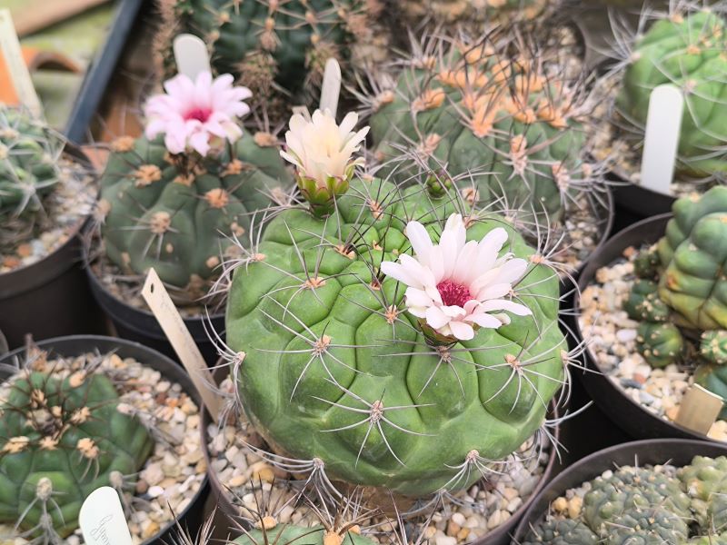 Gymnocalycium pflanzii