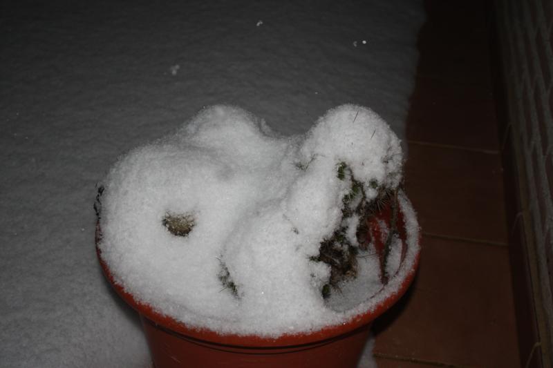 Cactus nieve.jpg