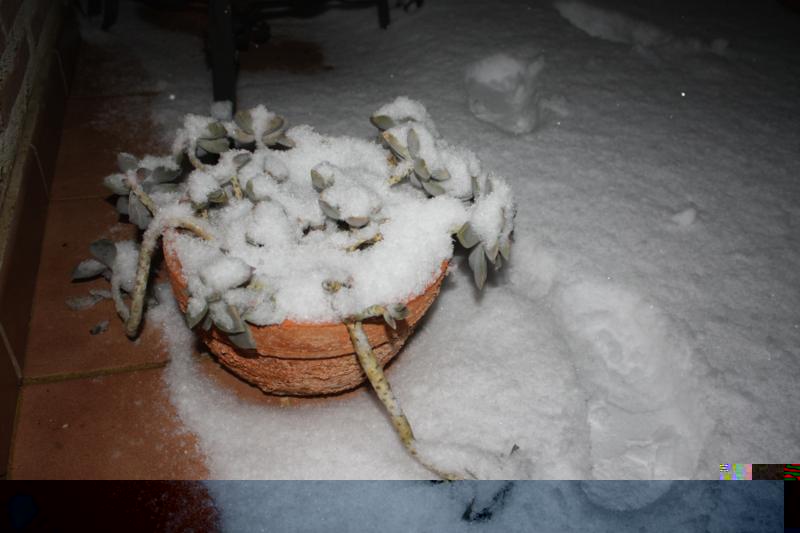 Cactus nieve (1).jpg