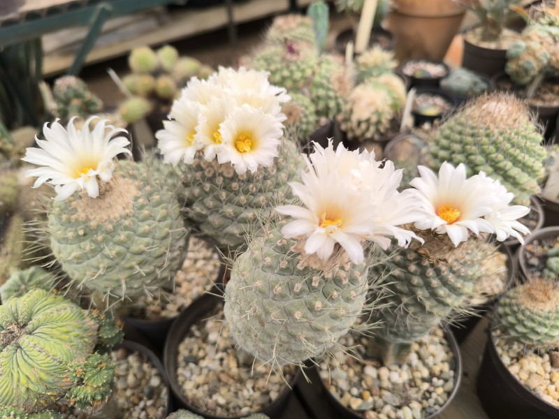 Strombocactus disciformis