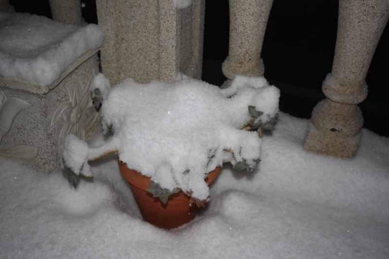 Cactus nieve (2).jpg